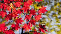 podzim maple-leaves-2789234 1280